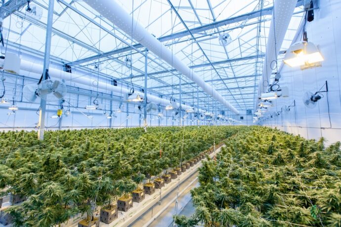 How Do You Get a Cultivation License in California? - TheSite.org