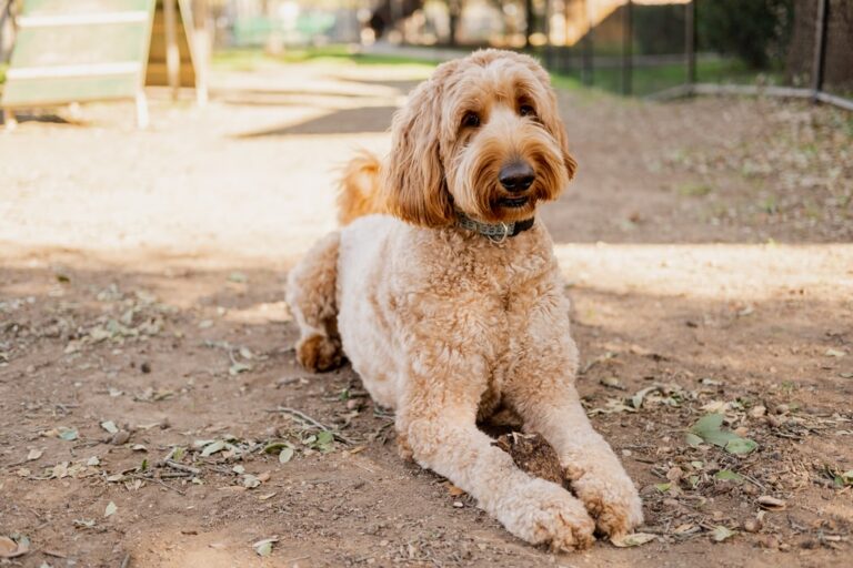 How Long Do Goldendoodles Live