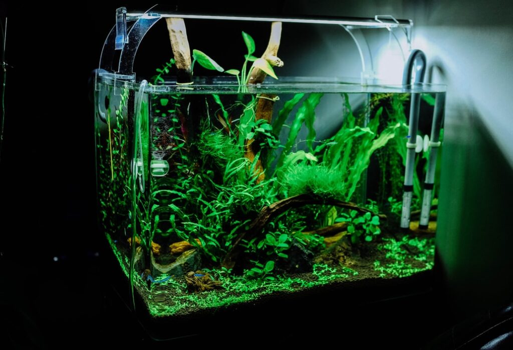 Stay At Home Projects: How To DIY A Glass Aquarium - TheSite.org